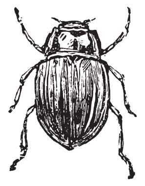 Chrysomelidae, vintage gravür.