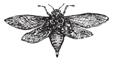 Cicada, vintage gravür.
