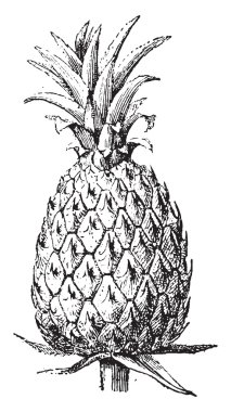 Ananas, vintage gravür.