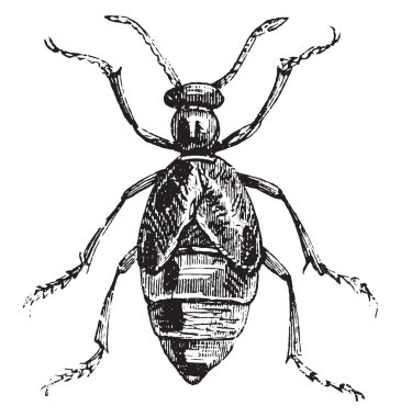 Meloe, vintage gravür.