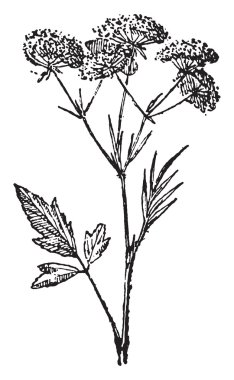 Anason, vintage oyma.