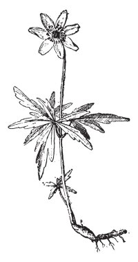 Oyma ahşap anemone, vintage.