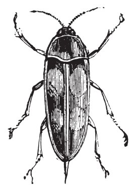 Mordella, vintage oyma.