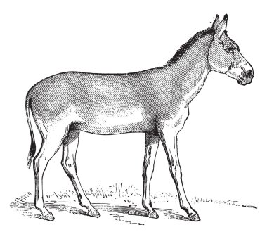 Mancınık veya Hemione, vintage oyma.