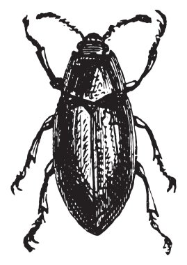 Helops, vintage oyma.