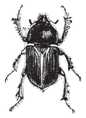 Geotrupes, vintage oyma.