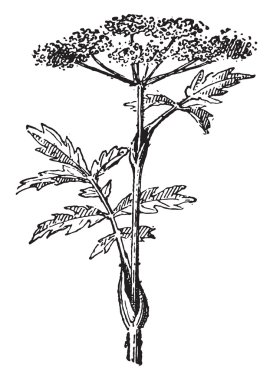 Angelica, vintage engraving.