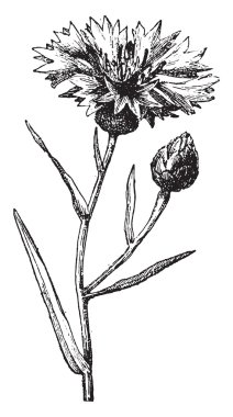 Cornflower, vintage gravür.