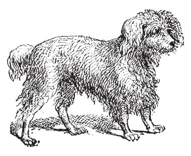 Barbet, vintage gravür.