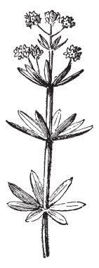 Woodruff, vintage engraving.