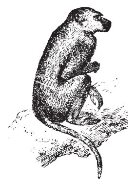 Babun, vintage oyma.