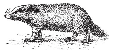 Porsuk, vintage gravür.