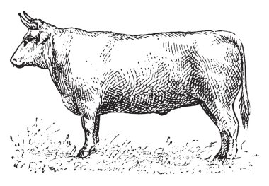 Öküz, vintage oyma.