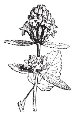 Betony, vintage gravür.