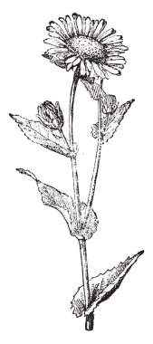 Elecampane, vintage gravür.