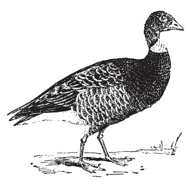 Goose, vintage engraving.