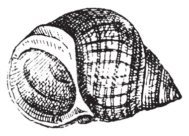 Ortak deniz salyangozu, vintage oyma.