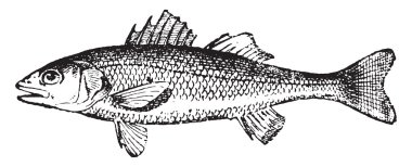 European seabass, vintage engraving.