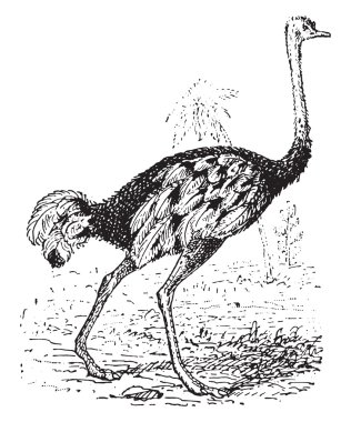 Devekuşu, vintage gravür.