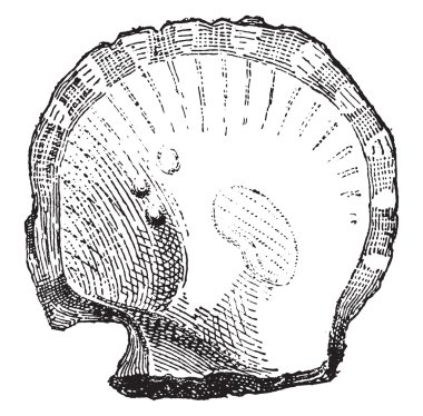 Avicule, vintage oyma.