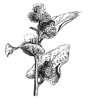 Burdock, vintage gravür.