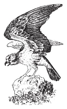 Osprey, vintage gravür.