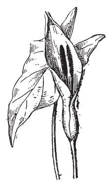 Arum, vintage gravür.