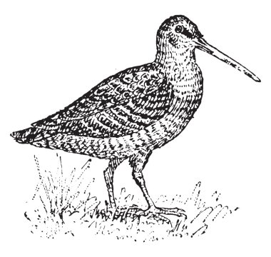 Woodcock, vintage engraving. clipart