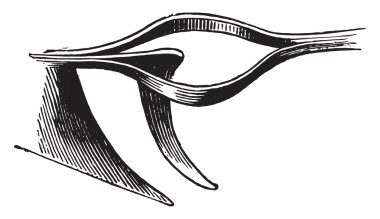 Reçel, vintage gravür önlemek için açık yaş.