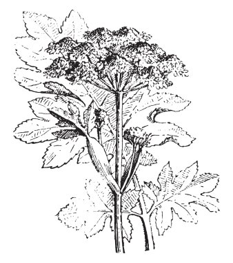 Hogweed, vintage gravür.