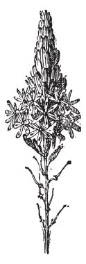 Asphodel, vintage engraving.