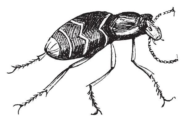 Macrocefalia, gravura vintage . — Vetor de Stock