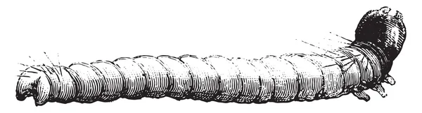 Larva de traça ampliada pelo microscópio, gravura vintage . —  Vetores de Stock