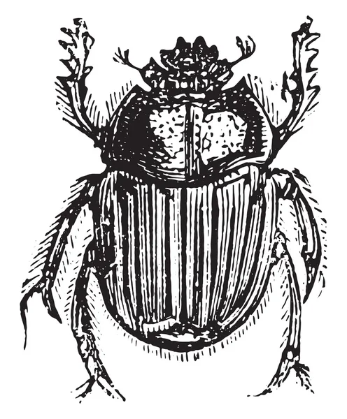 Ateuchus, винтажная гравировка . — стоковый вектор