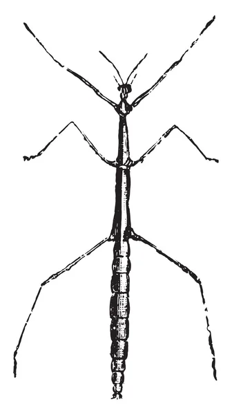 Stickinsekten oder Phasmiden oder Geisterinsekten, Vintage-Gravur. — Stockvektor