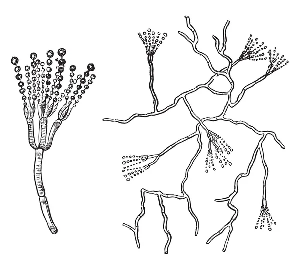 Parte superior de la fruta del molde verde, Penicillium, grabado vintage . — Vector de stock