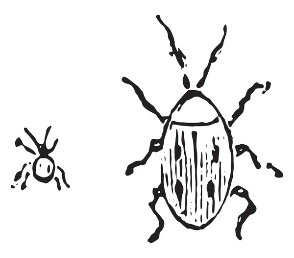 Larder scarabée, gravure vintage . — Image vectorielle
