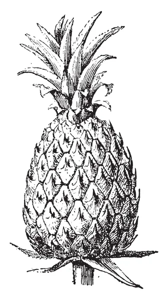 Ananas, vintage gravure. — Stockvector