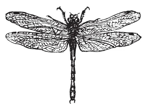Demoiselle eller Dragonfly, Vintage gravyr. — Stock vektor