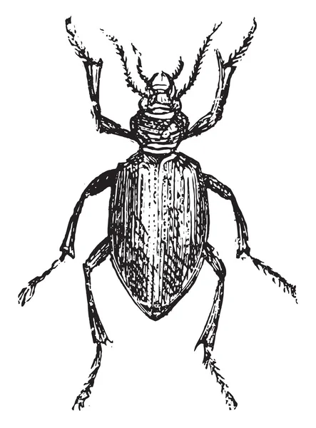 Calosoma sycophanta, Vintage-Gravur. — Stockvektor