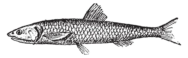 アンチョビ、ビンテージ彫刻. — ストックベクタ