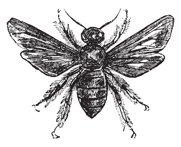 Фіолетовий теслярська бджола, вінтажне гравіювання . — стоковий вектор