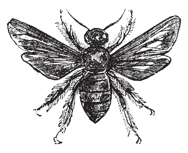 Fialový carpenter bee, vintage gravírování. — Stockový vektor