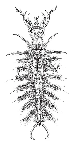 Magnified view of the larva of the beetle — Stock Vector