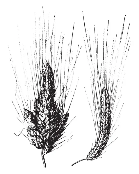 Wheat, vintage engraving. — 图库矢量图片