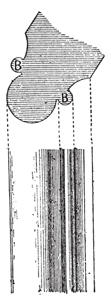 Baguette, incisione vintage . — Vettoriale Stock