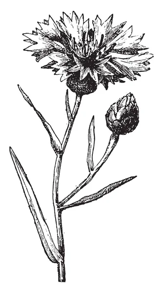 Cornflower, ryté. — Stockový vektor