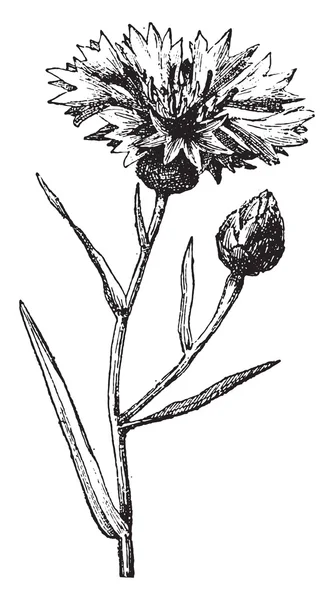 Cornflower, gravura vintage . — Vetor de Stock