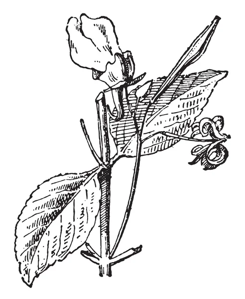 Недотрога бальзамина или садовый бальзам, винтажная гравировка . — стоковый вектор