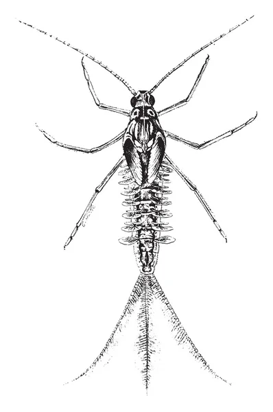 Förstorad vy av larvaen av dayfly, vintage gravyr. — Stock vektor
